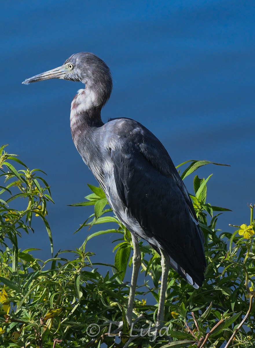 Little Blue Heron - Lorri Lilja