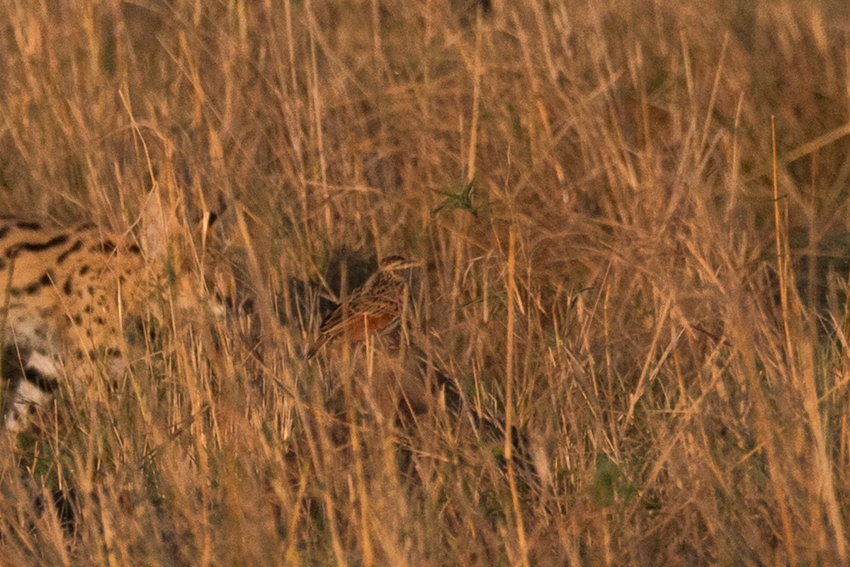 Rufous-naped Lark - ML622841989