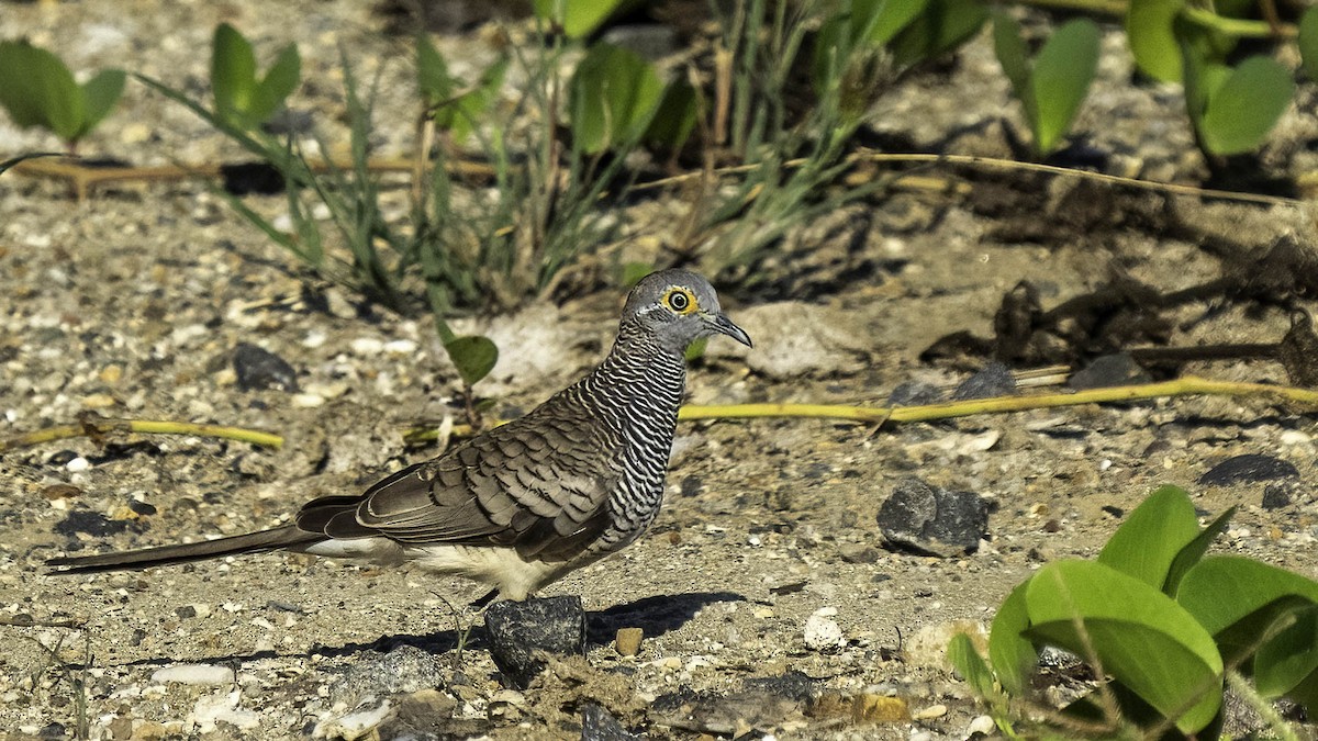 スンダチョウショウバト - ML622842086