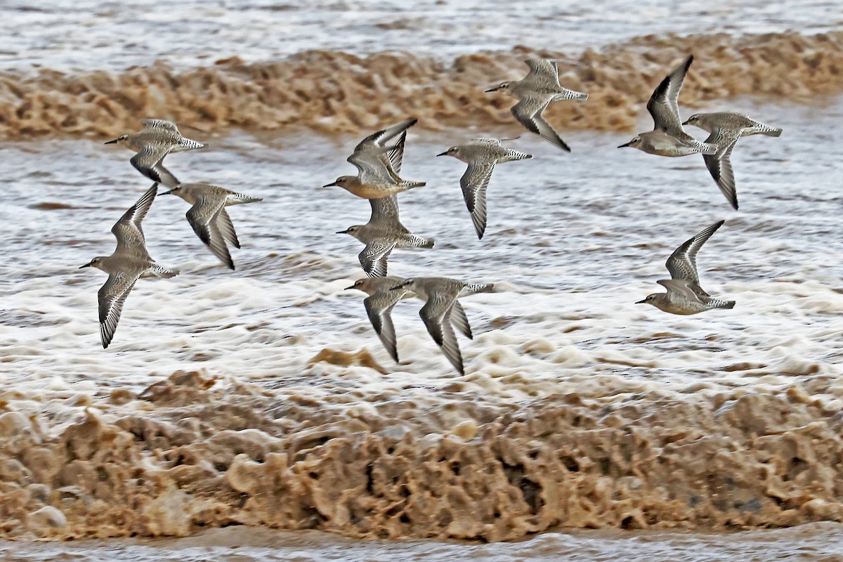 Red Knot - Phillip Edwards