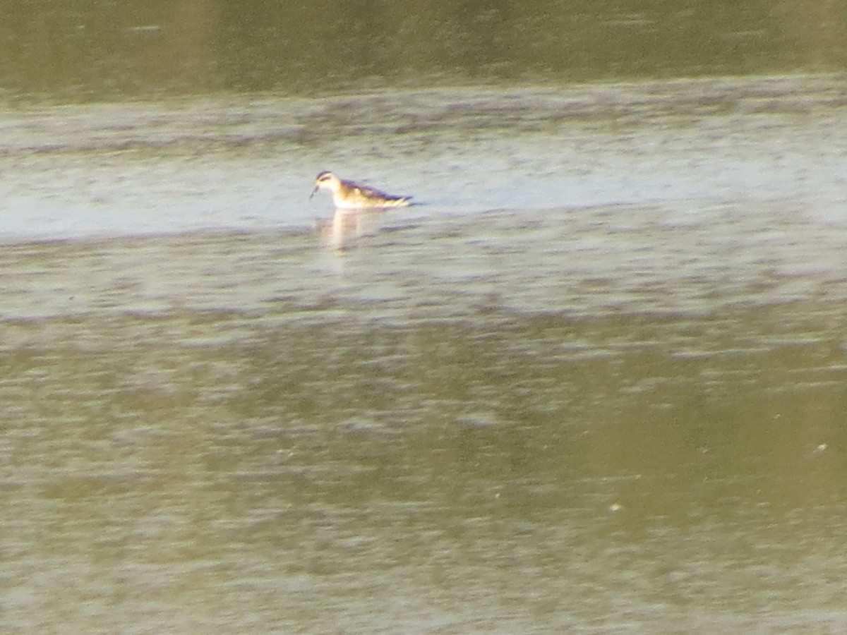 Red-necked Phalarope - Melanie Mitchell