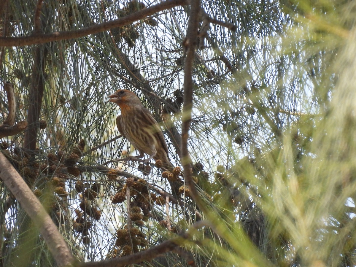 House Finch - Alexis Fernando Salazar García