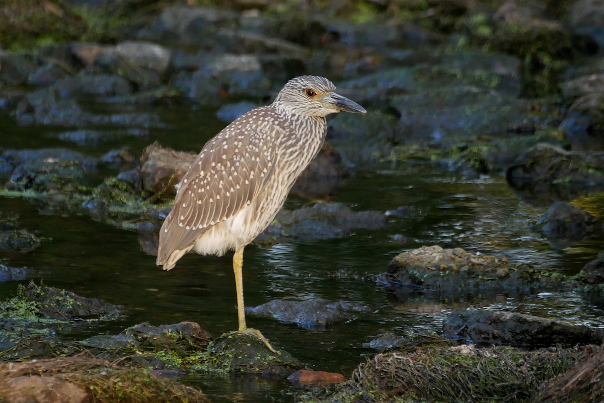 Yellow-crowned Night Heron - Sandeep Biswas