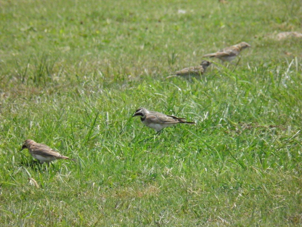 Horned Lark - Hudson Shaeffer