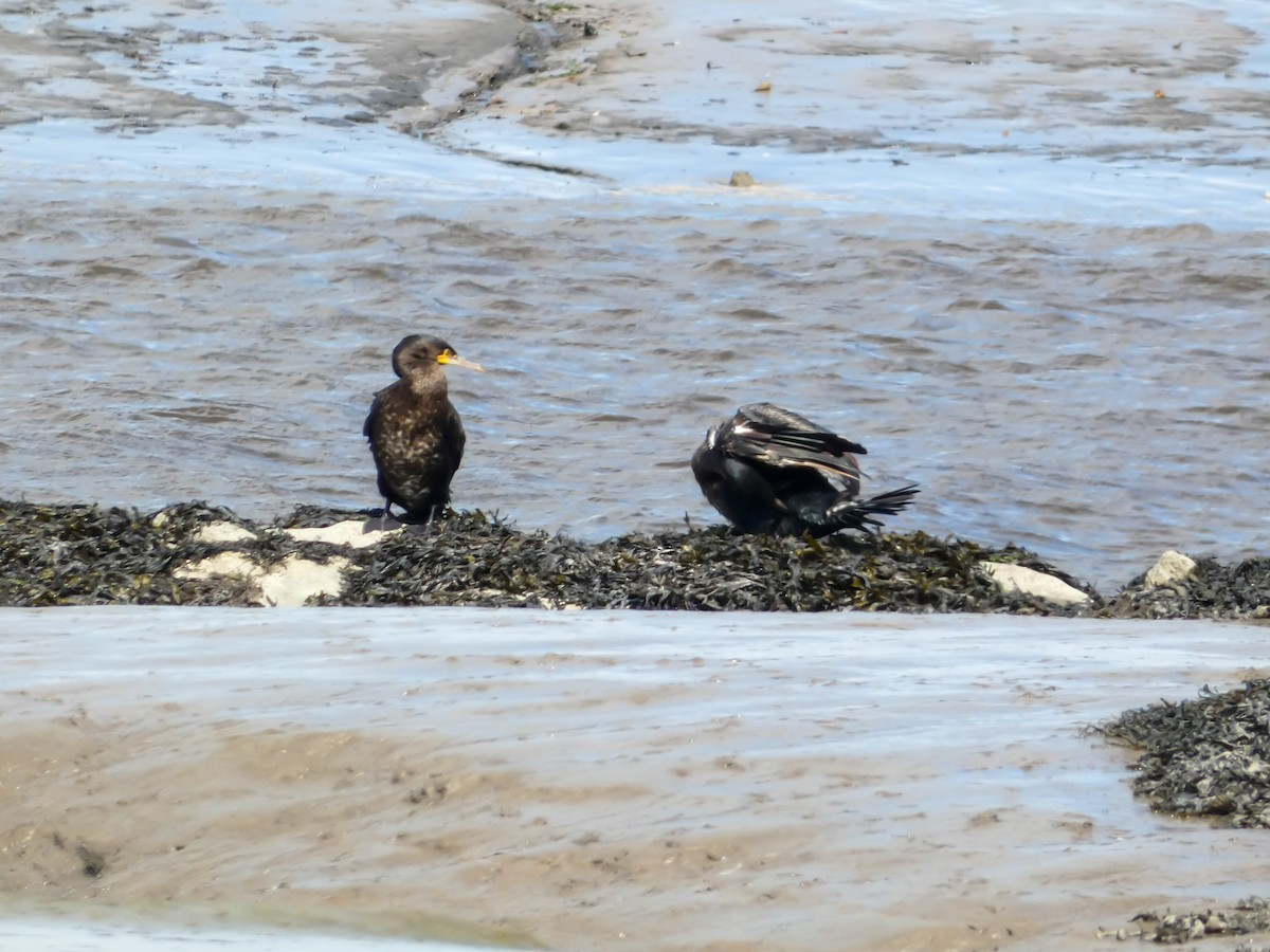 Great Cormorant - Elliot Maher