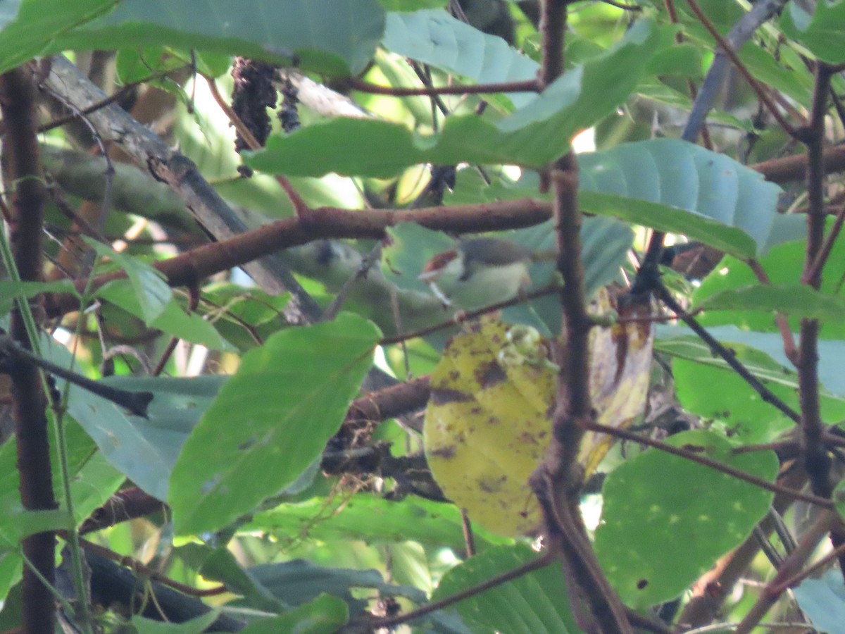 Rufous-tailed Tailorbird - ML622842277