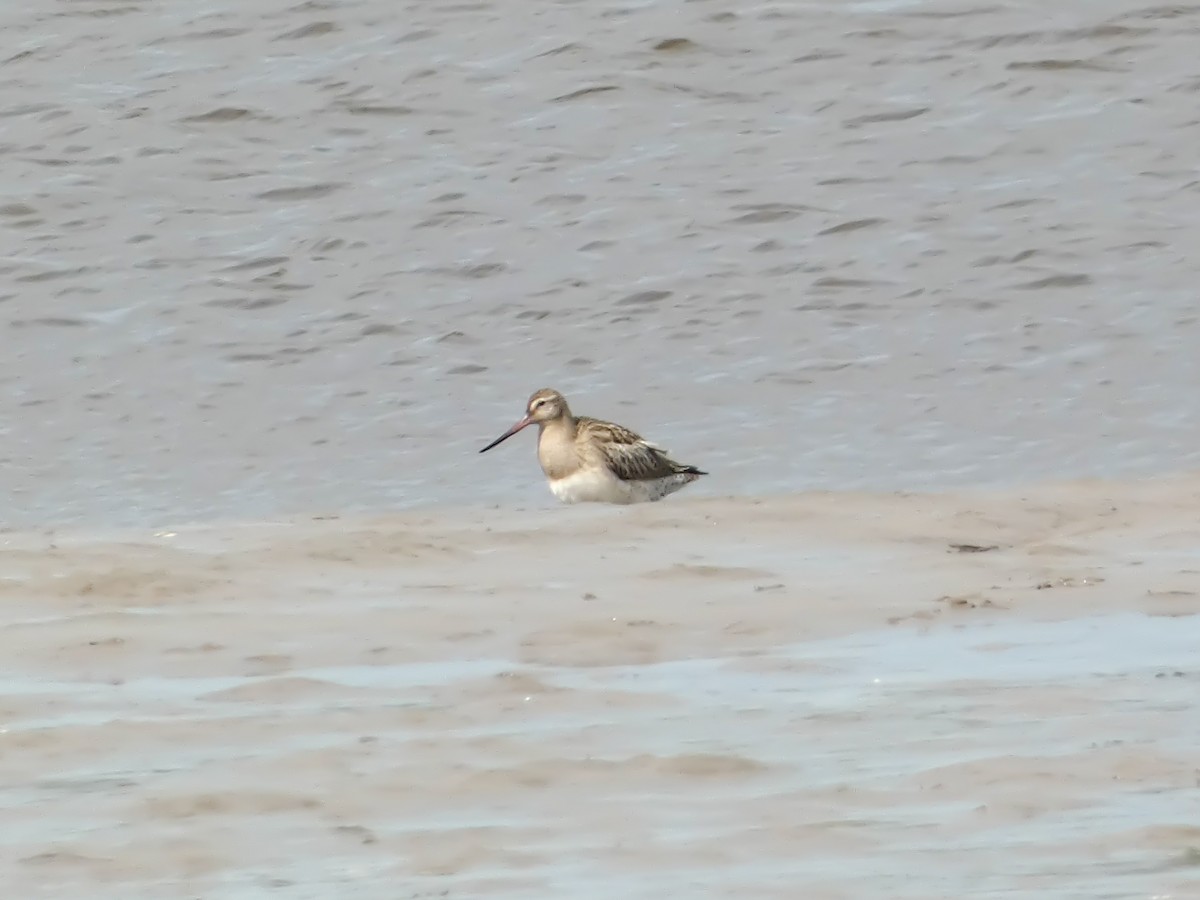 Bar-tailed Godwit - Elliot Maher