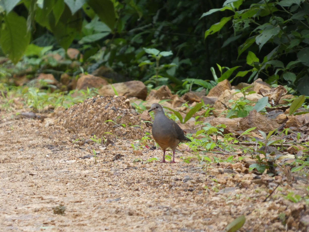 Gray-chested Dove - ML622842337