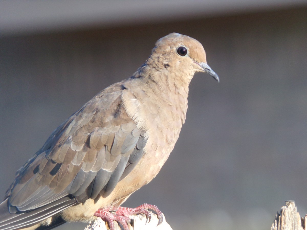 Mourning Dove - Texas Bird Family