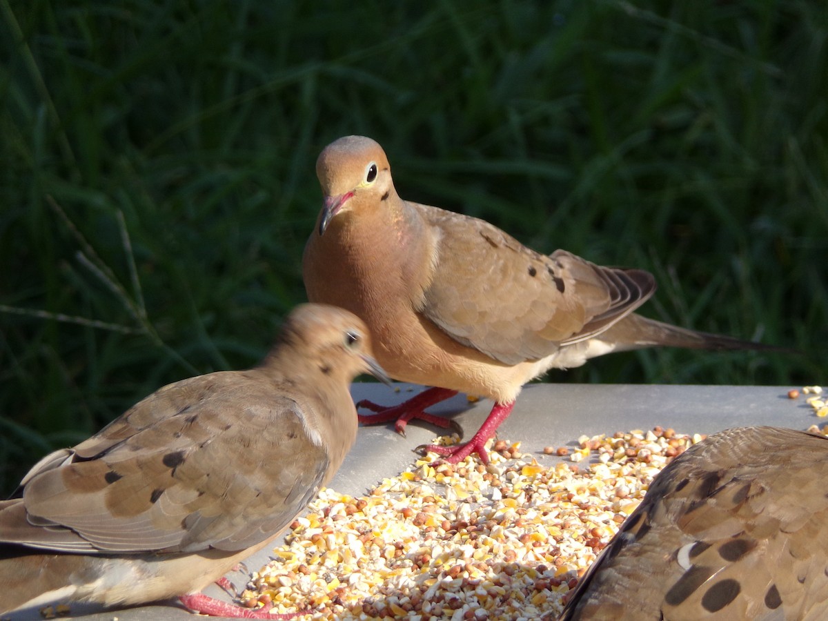 Mourning Dove - Texas Bird Family