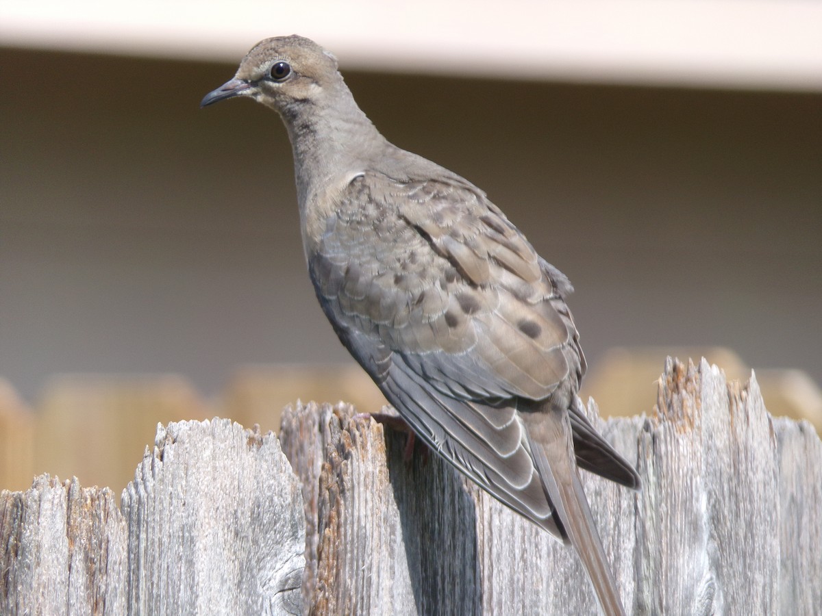 Mourning Dove - Texas Bird Family