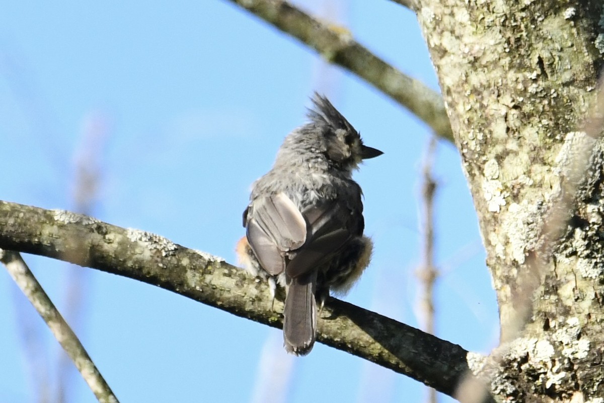 Tufted Titmouse - ML622842393