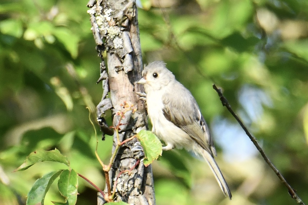 Tufted Titmouse - ML622842394