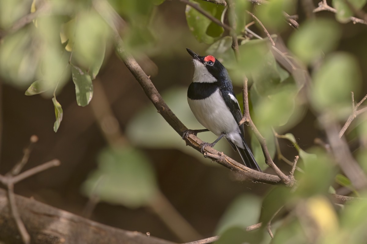 Brown-throated Wattle-eye - ML622842429