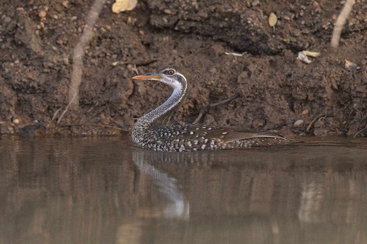 African Finfoot - ML622842449