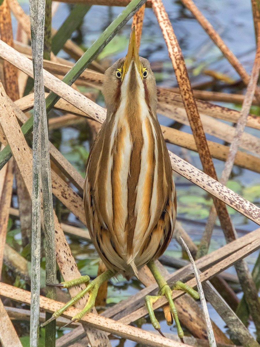 Stripe-backed Bittern - ML622842455