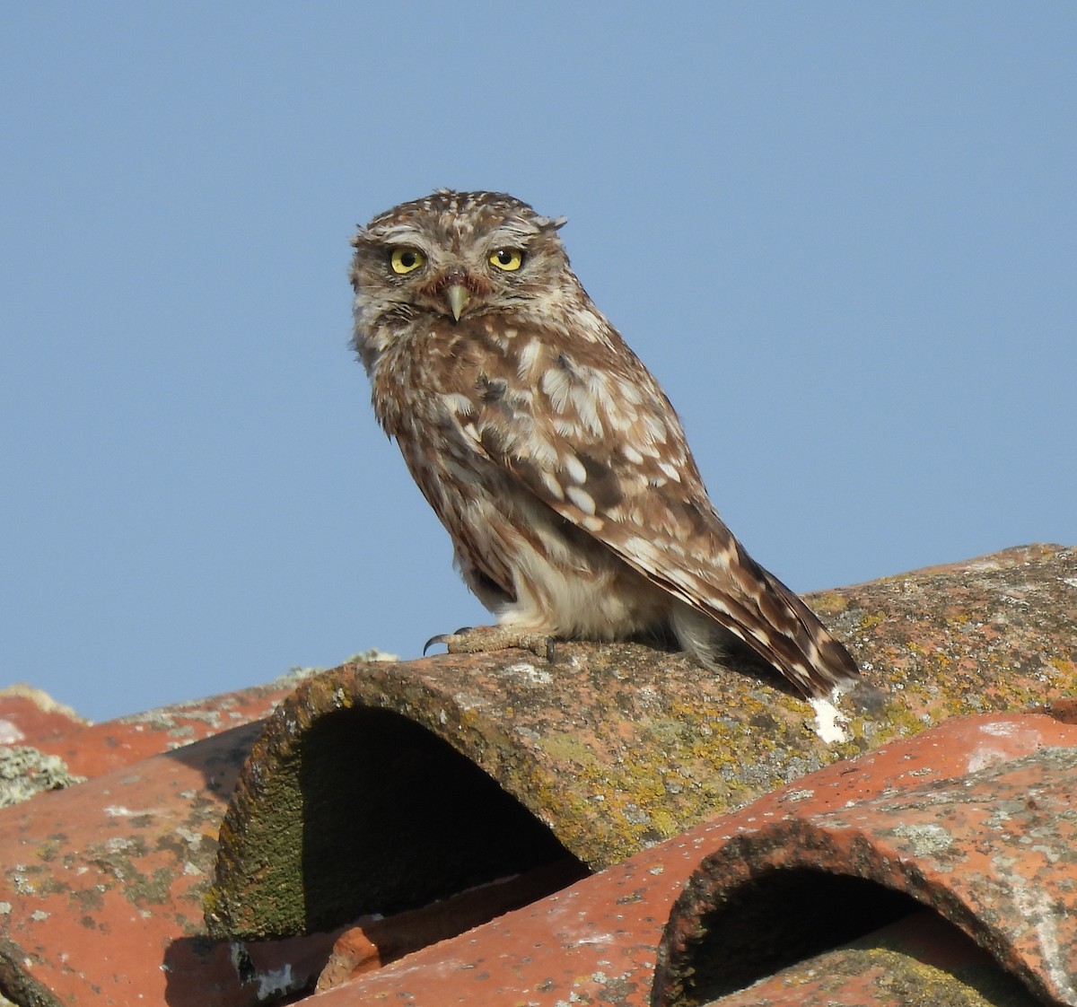 Little Owl - ML622842477