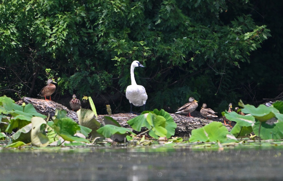 Trumpeter Swan - ML622842486