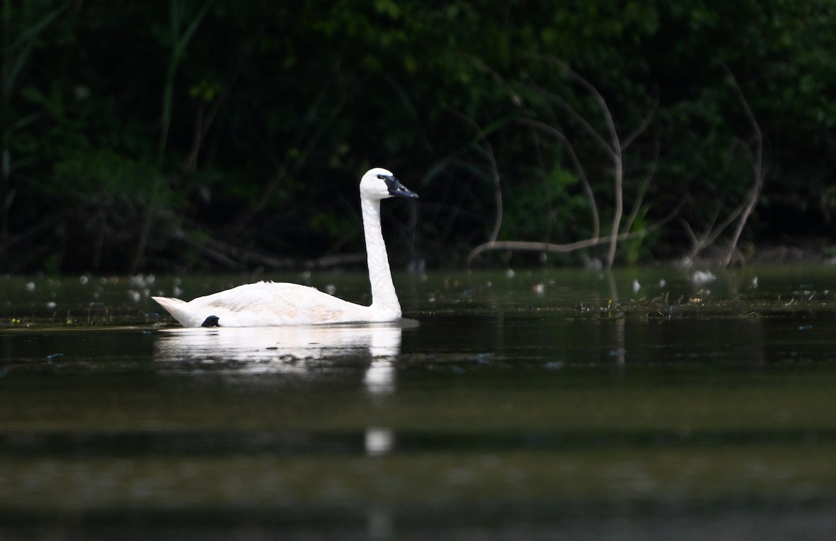 Trumpeter Swan - ML622842488