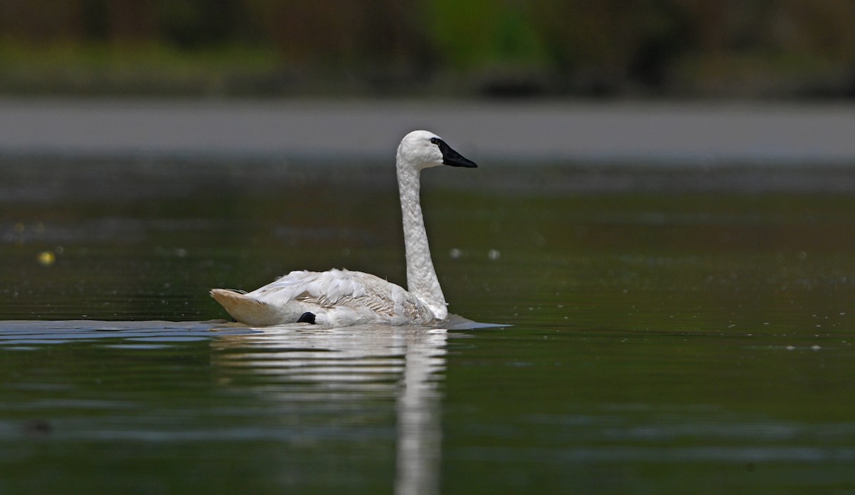 Trumpeter Swan - ML622842490