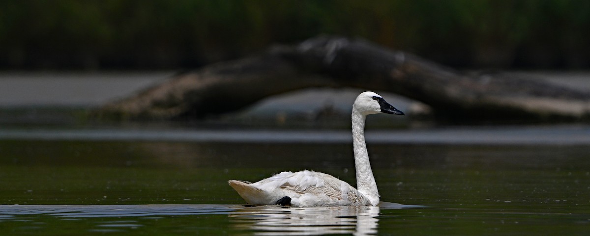 Trumpeter Swan - ML622842491