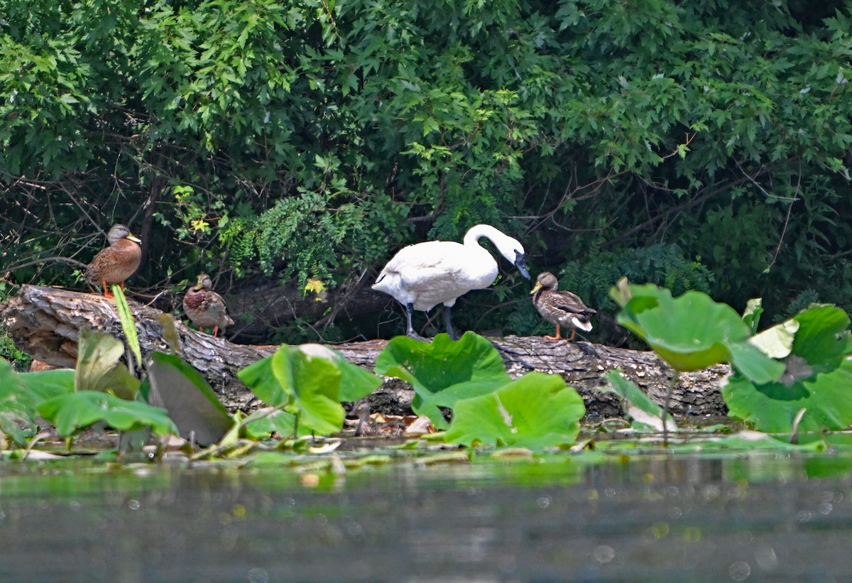 Trumpeter Swan - ML622842492