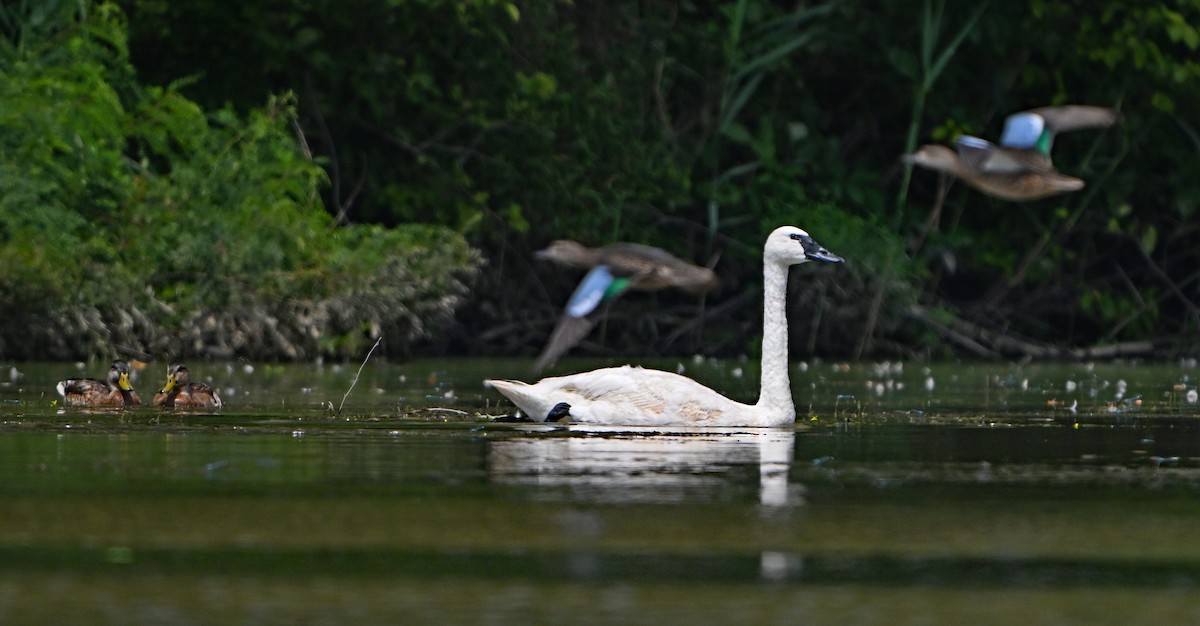 Trumpeter Swan - ML622842493