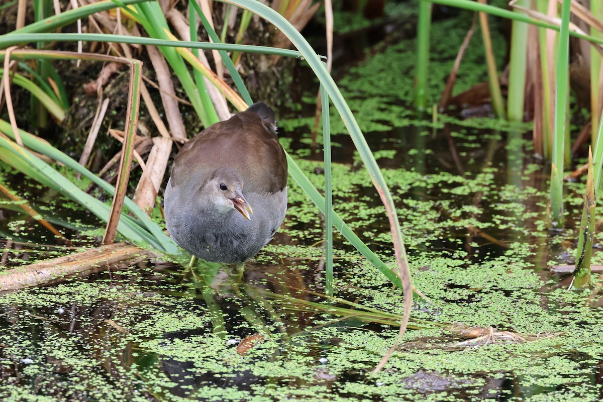 Common Gallinule - ML622842616