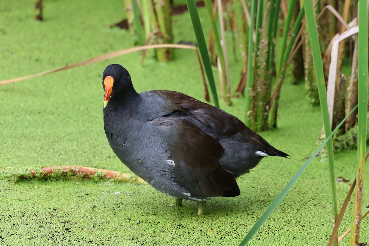 Common Gallinule - ML622842617