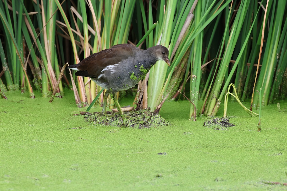 Common Gallinule - ML622842618