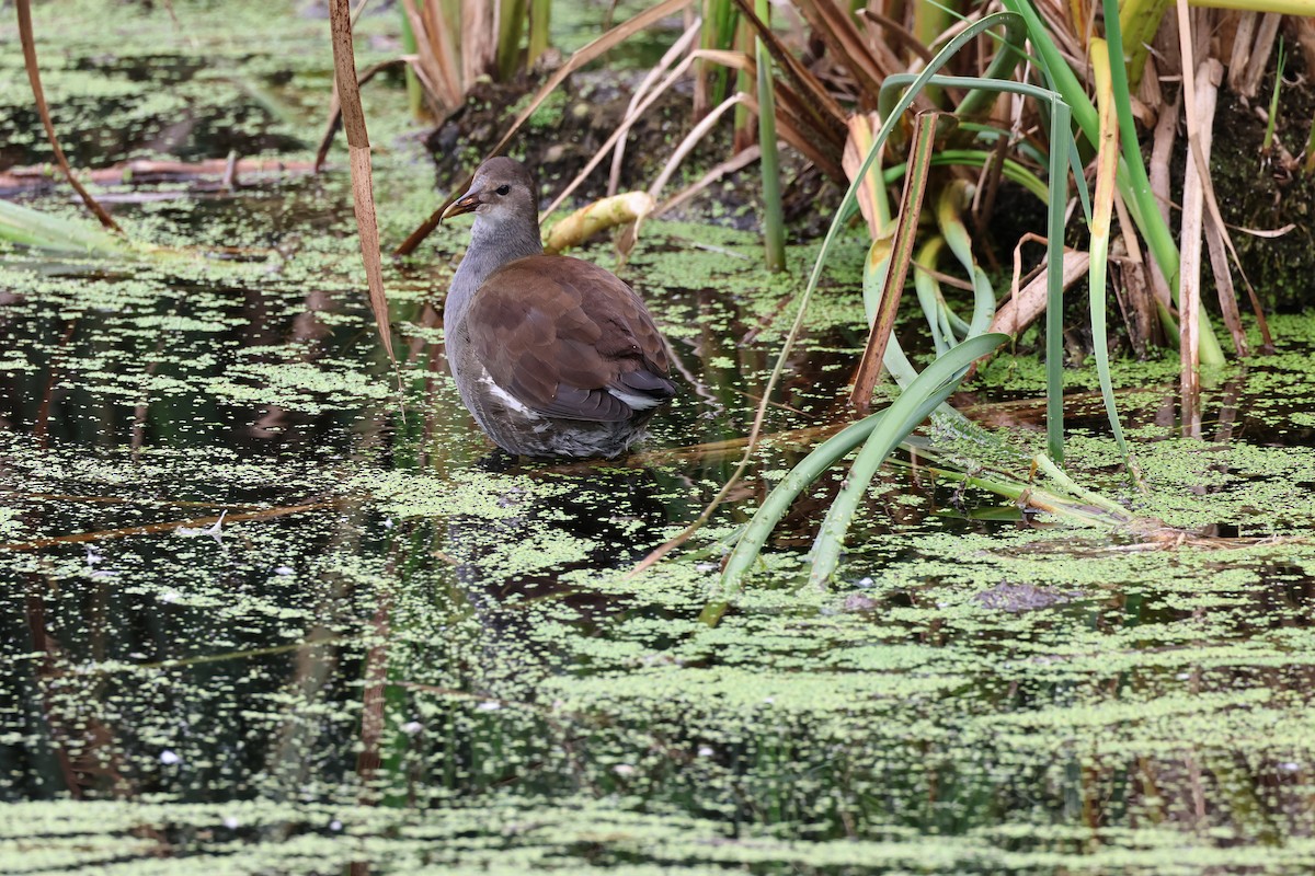 Common Gallinule - ML622842619