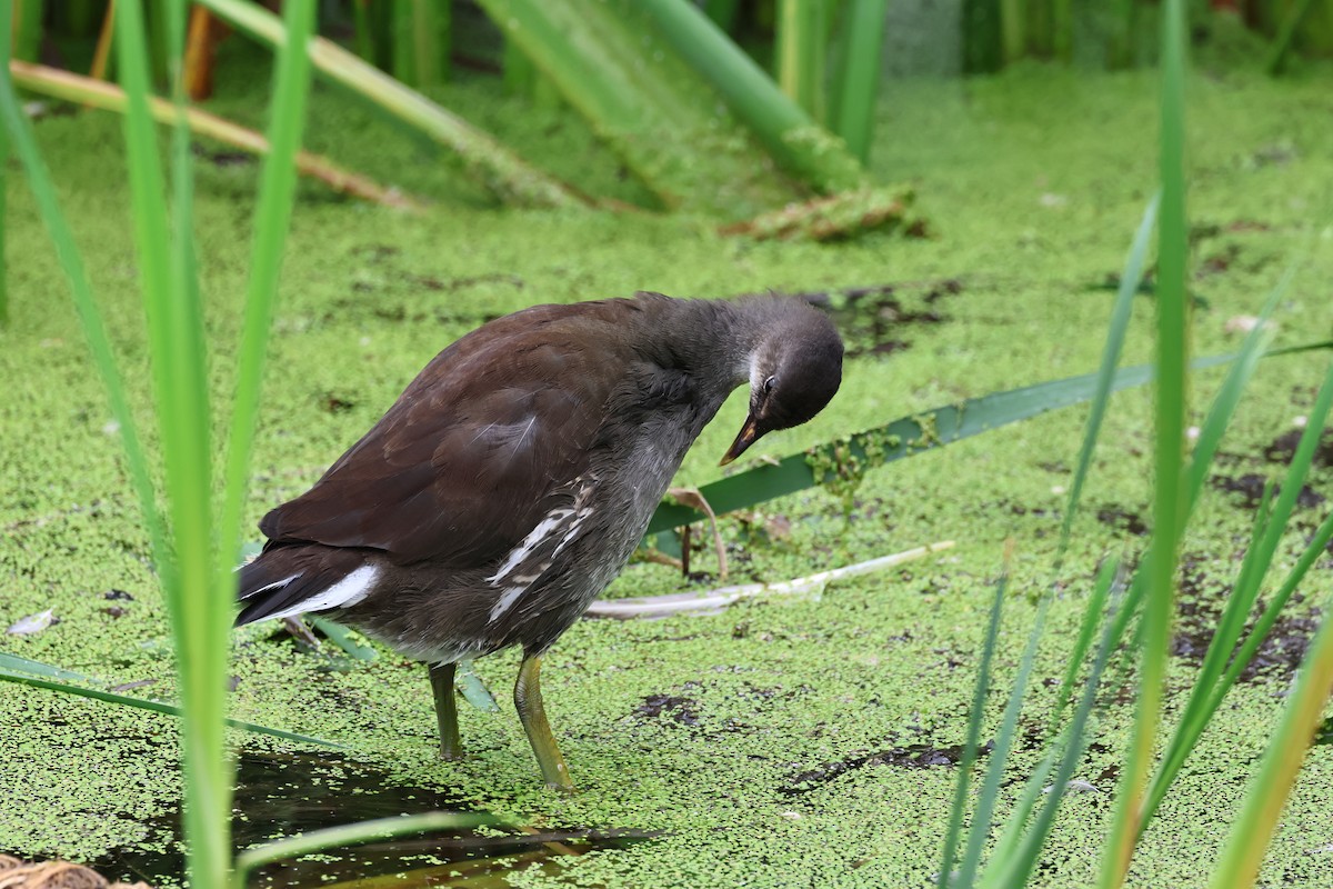 Common Gallinule - ML622842620