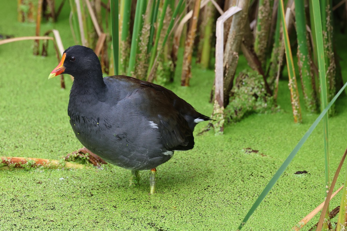 Common Gallinule - ML622842621