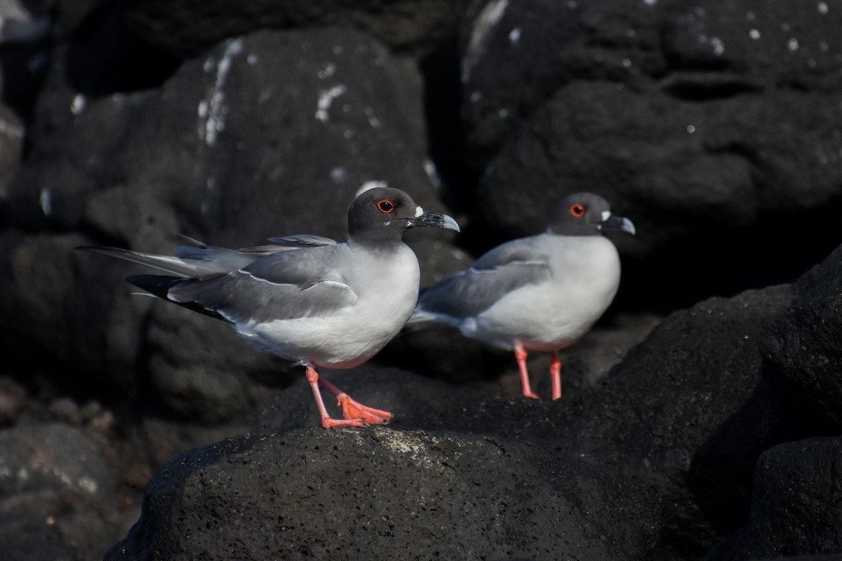 Swallow-tailed Gull - ML622842656