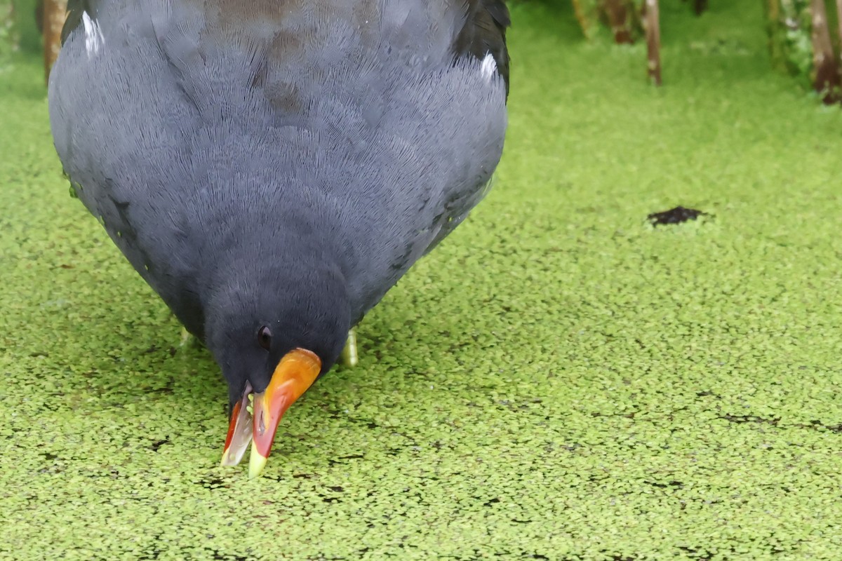 Common Gallinule - ML622842671