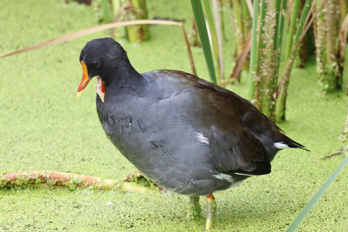 Common Gallinule - ML622842672