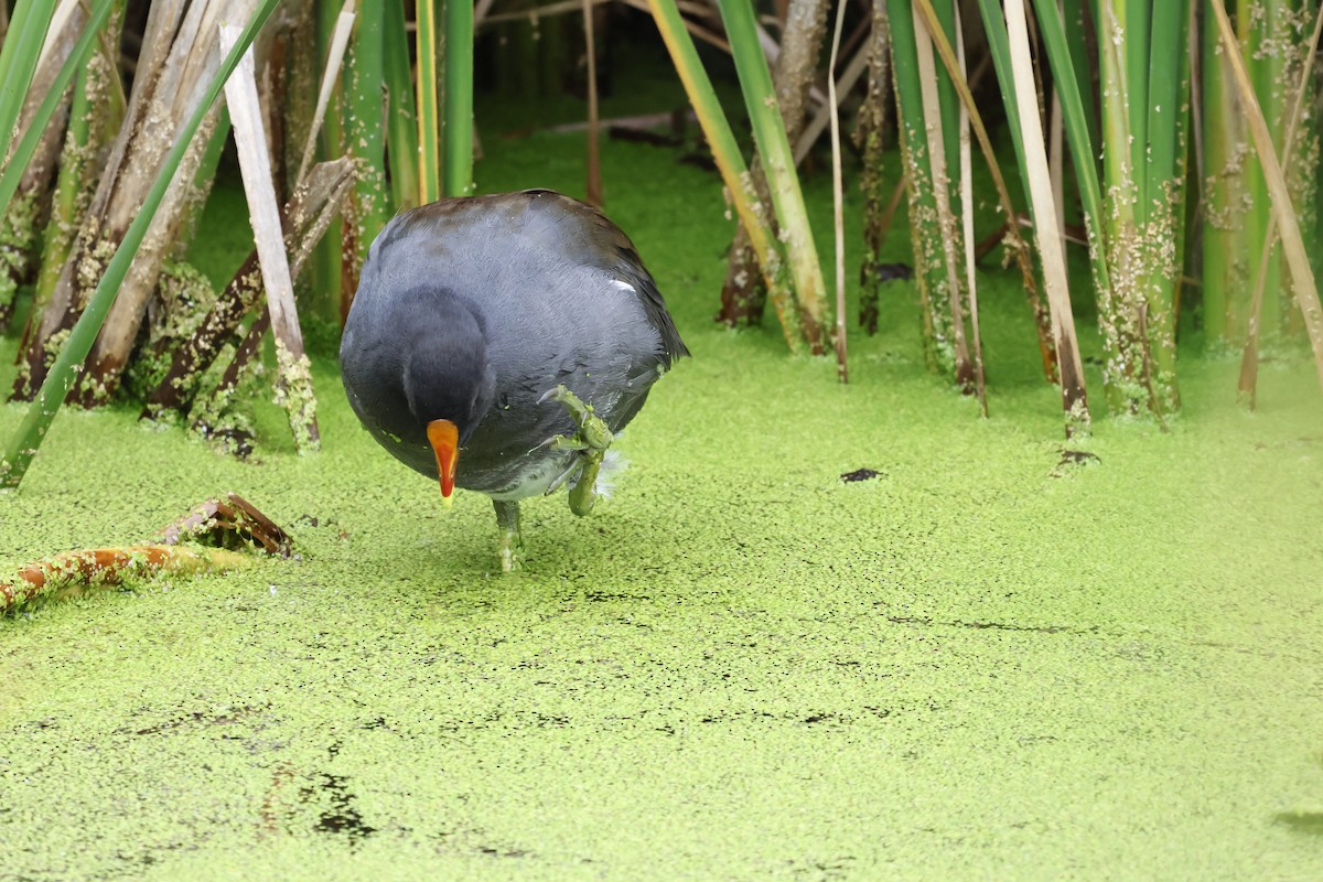 Common Gallinule - ML622842673