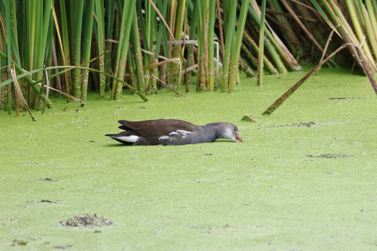 Common Gallinule - ML622842674