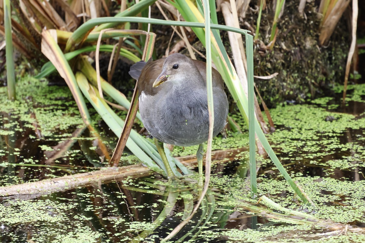 Common Gallinule - ML622842675