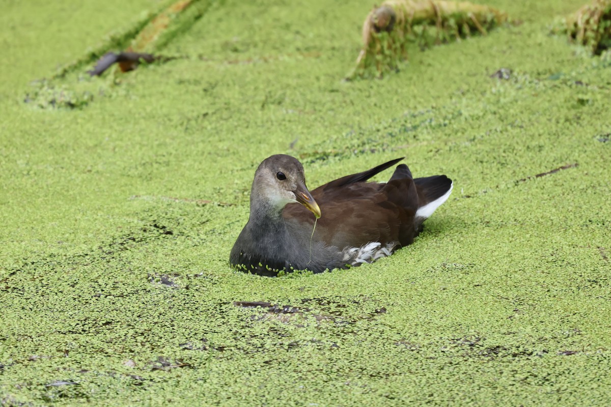 Common Gallinule - ML622842676