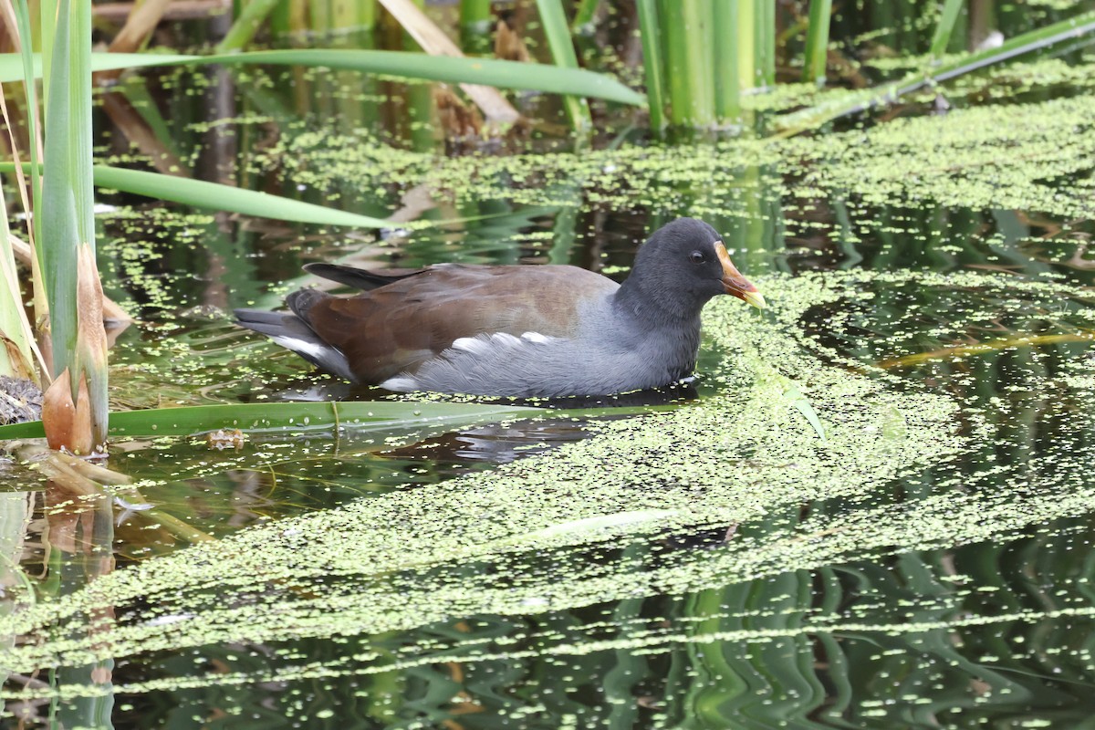 Common Gallinule - ML622842677