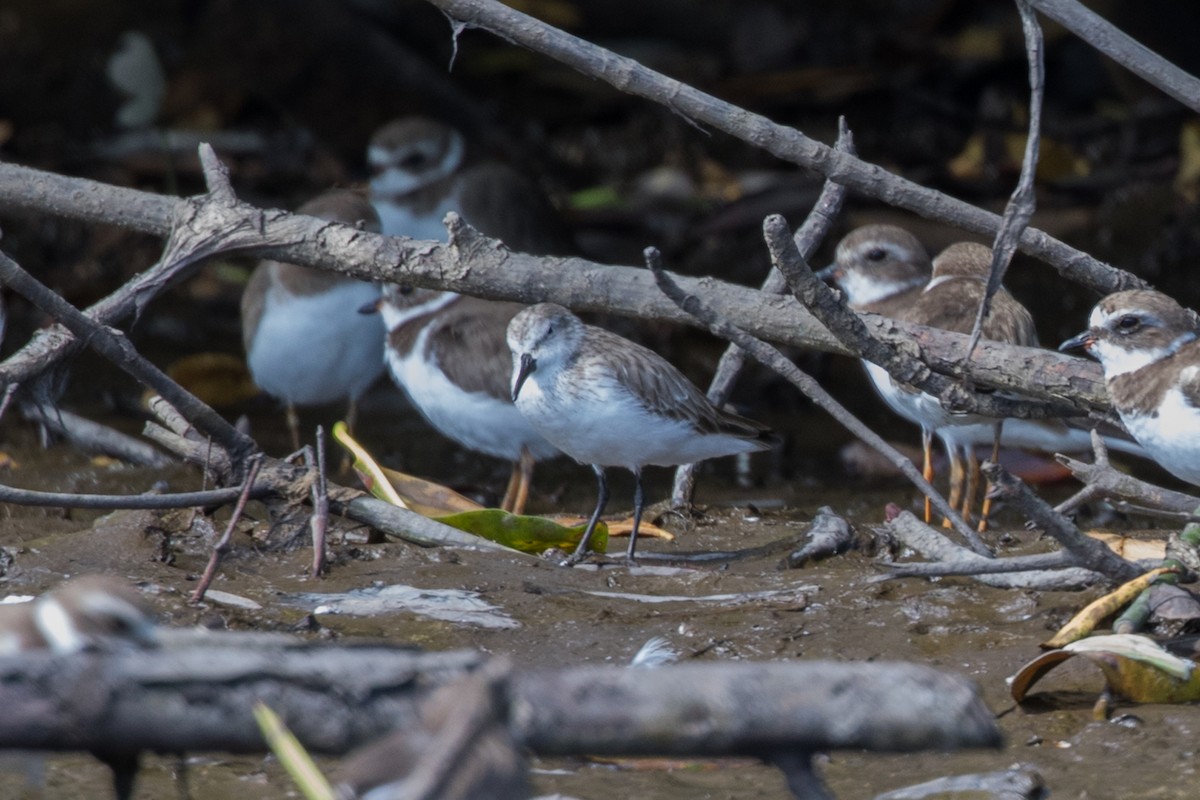 Semipalmated Sandpiper - ML622842701