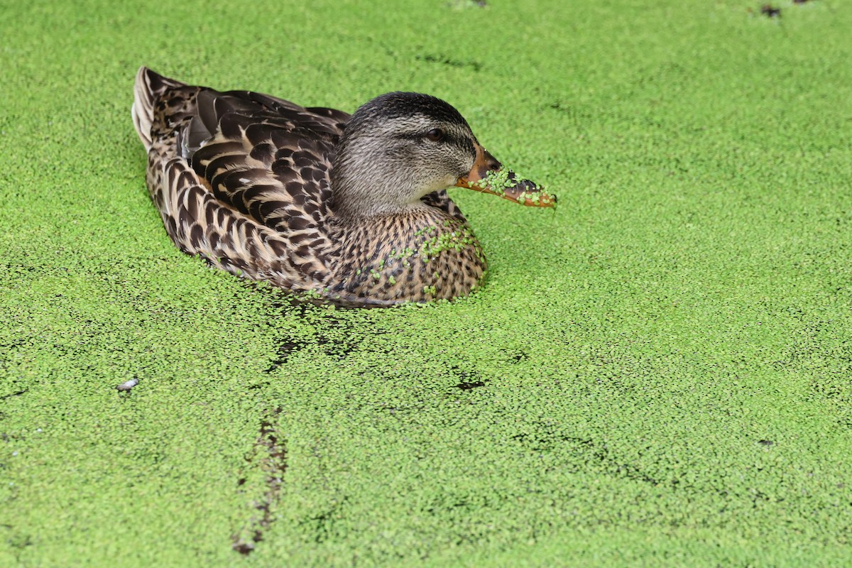 Mallard - Manon leduc