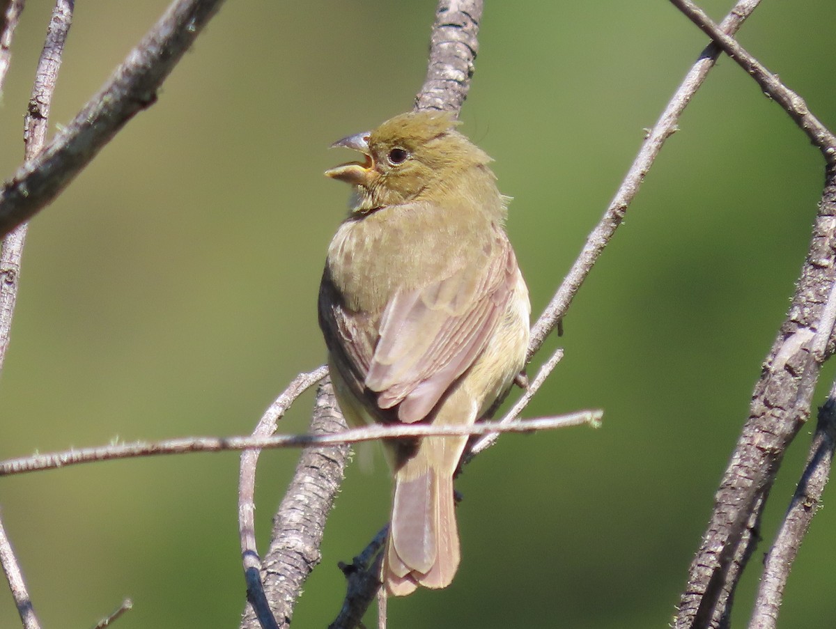 Tropeiro Seedeater - ML622842728