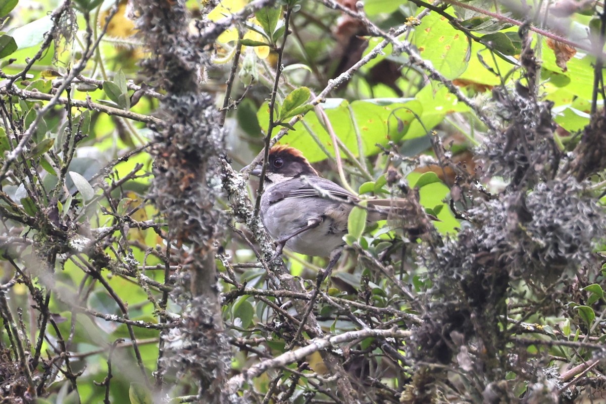 Bay-crowned Brushfinch - Charles Davies