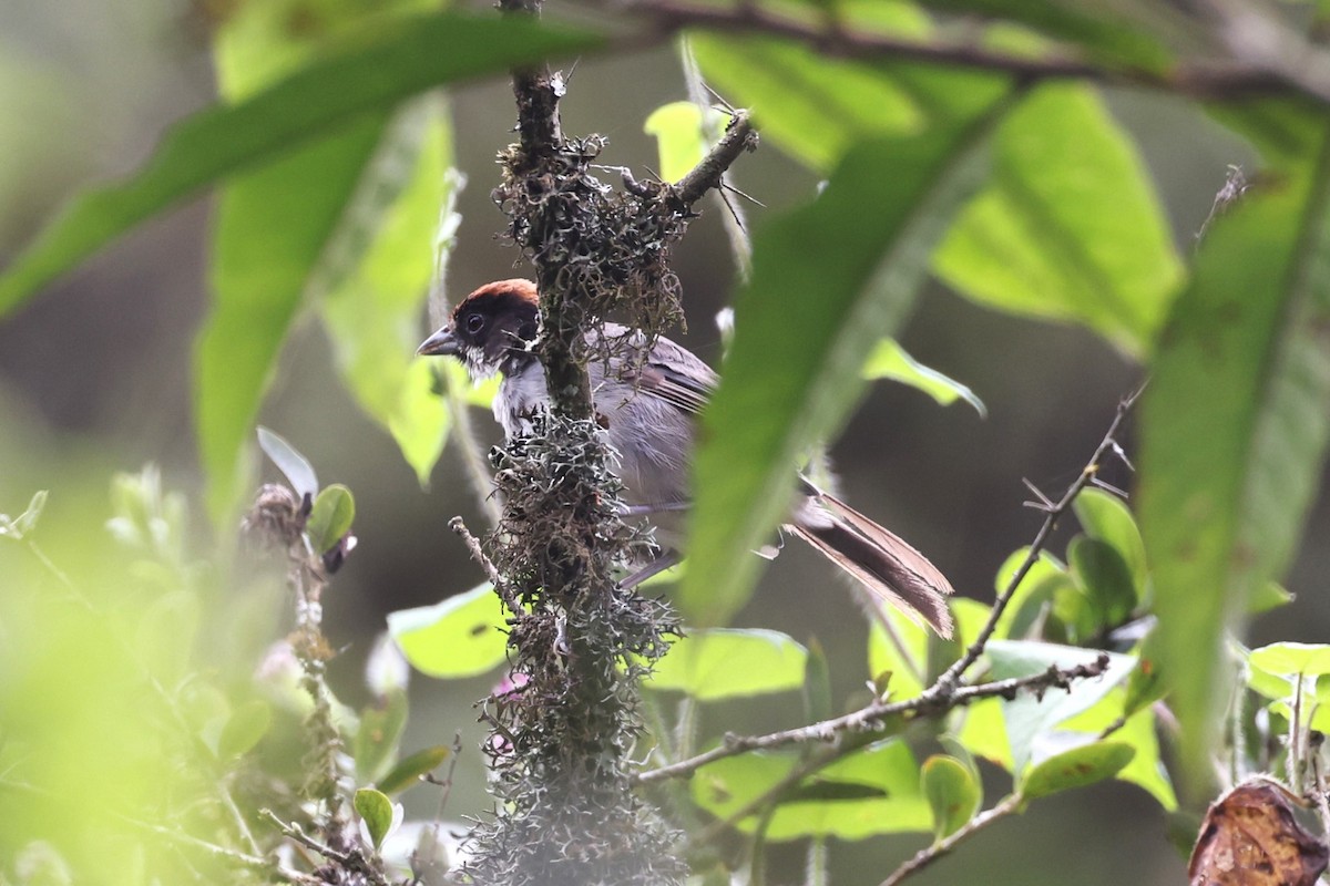 Bay-crowned Brushfinch - ML622842756