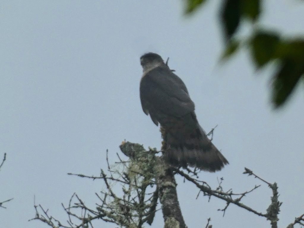 Sharp-shinned Hawk (Northern) - ML622842763