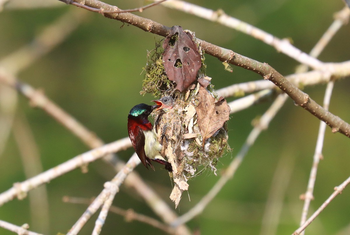 Crimson-backed Sunbird - ML622842817