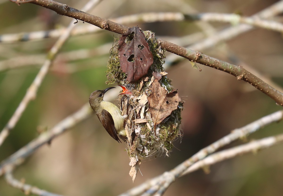 Crimson-backed Sunbird - ML622842819