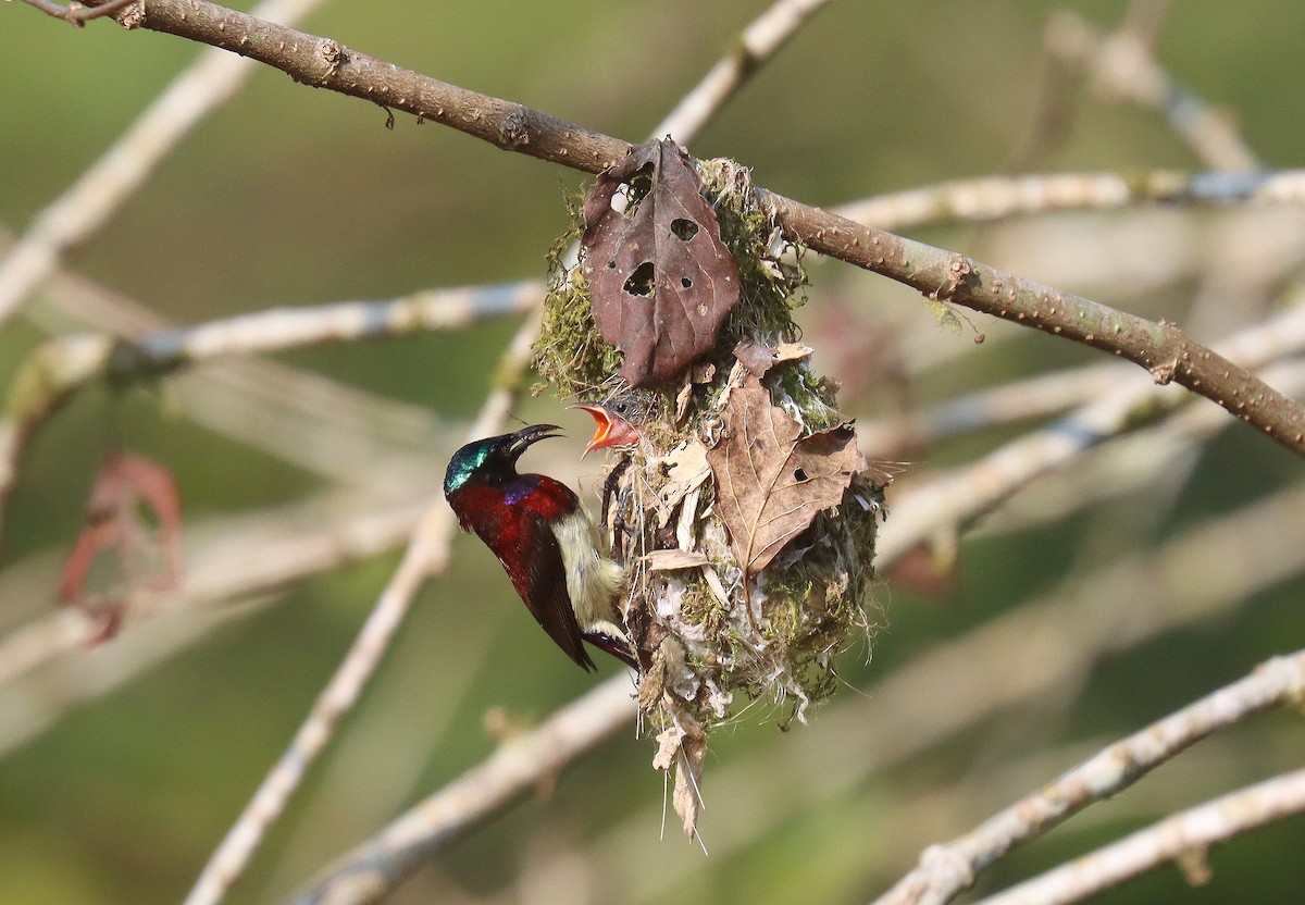 Crimson-backed Sunbird - ML622842820